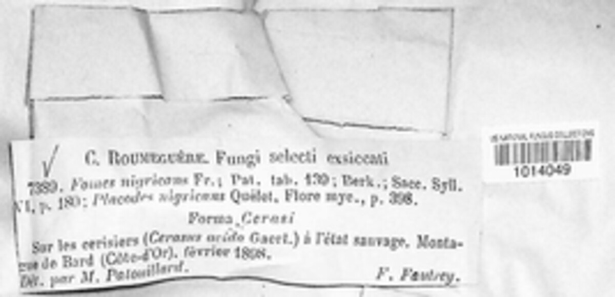 Phellinus igniarius image